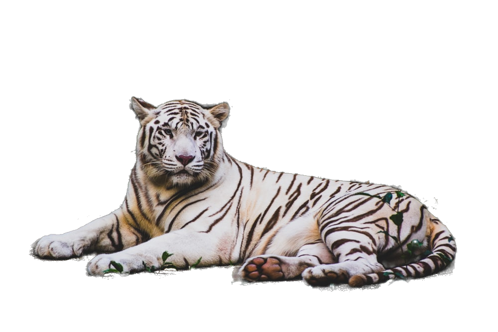 LPM AI image generation after transformation